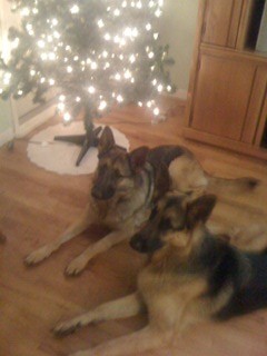 German Shepherds, Christmas Tree