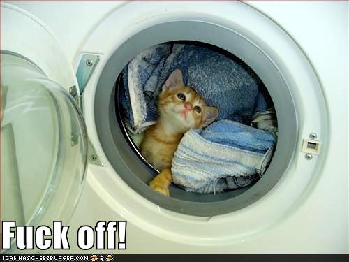 kitteh