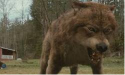 Jacob Black, Werewolf, Pic